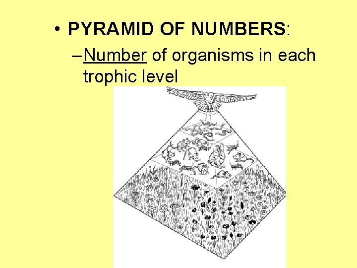  • PYRAMID OF NUMBERS: – Number of organisms in each trophic level 