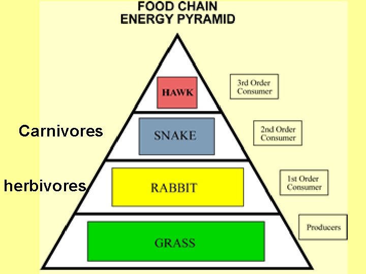 Carnivores herbivores 