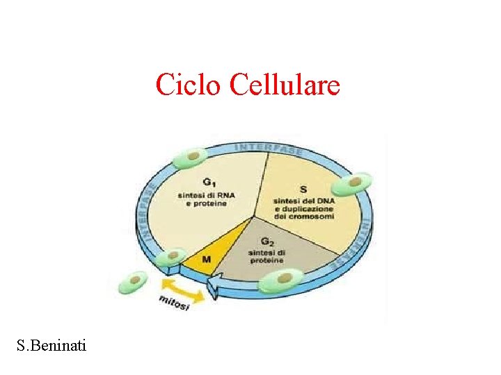 Ciclo Cellulare S. Beninati 