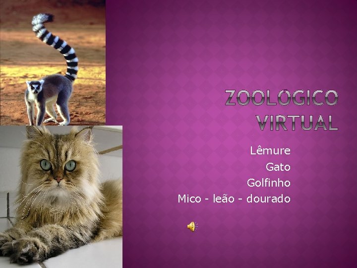 Lêmure Gato Golfinho Mico – leão - dourado 