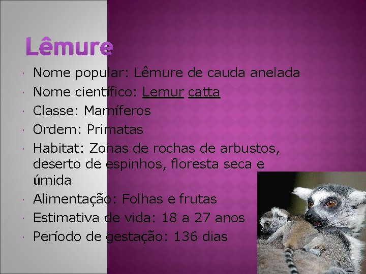 Lêmure Nome popular: Lêmure de cauda anelada Nome científico: Lemur catta Classe: Mamíferos Ordem: