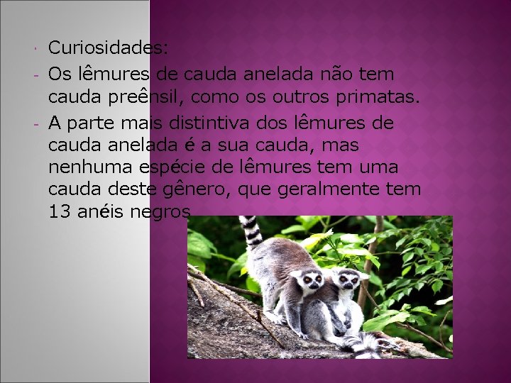  - Curiosidades: Os lêmures de cauda anelada não tem cauda preênsil, como os