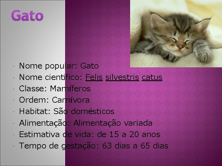 Gato Nome popular: Gato Nome cientifico: Felis silvestris catus Classe: Mamíferos Ordem: Carnívora Habitat: