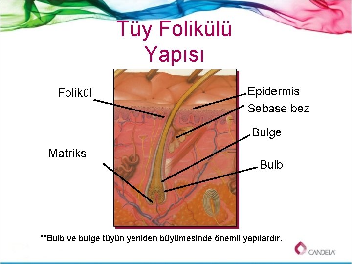 Tüy Folikülü Yapısı Folikül Epidermis Sebase bez Bulge Matriks Bulb **Bulb ve bulge tüyün