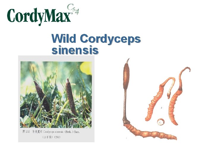 Wild Cordyceps sinensis 