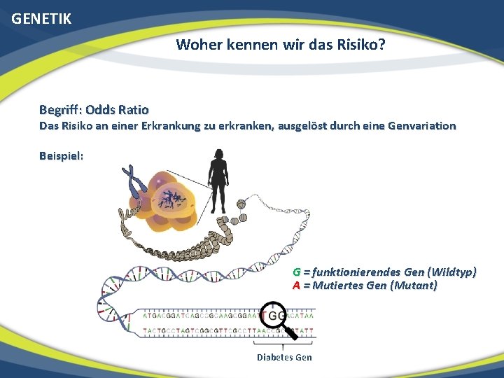 GENETIK Woher kennen wir das Risiko? Begriff: Odds Ratio Das Risiko an einer Erkrankung