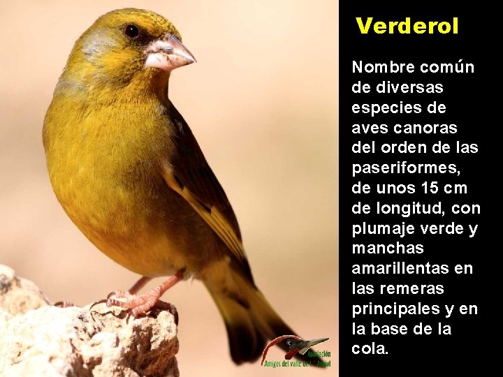 Verderol Nombre común de diversas especies de aves canoras del orden de las paseriformes,
