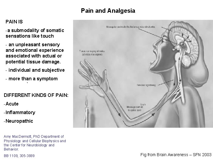 Pain and Analgesia PAIN IS -a submodality of somatic sensations like touch - an