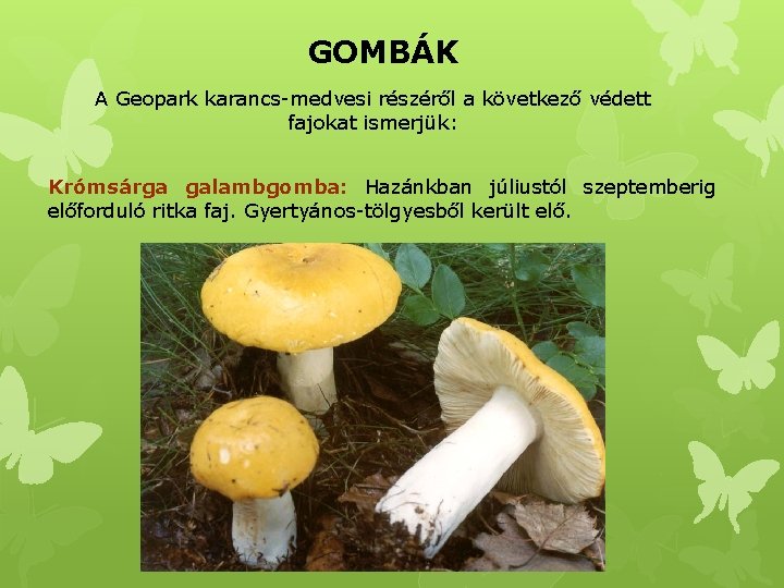 GOMBÁK A Geopark karancs-medvesi részéről a következő védett fajokat ismerjük: Krómsárga galambgomba: Hazánkban júliustól