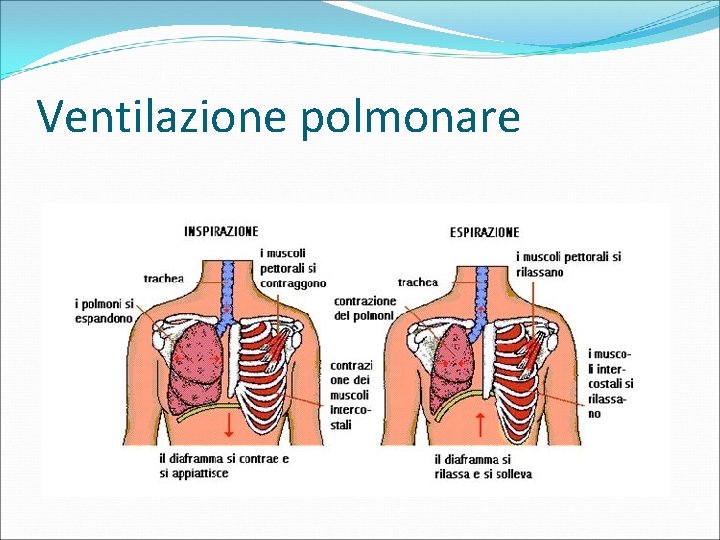 Ventilazione polmonare 