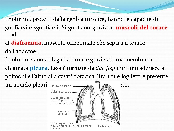 I polmoni, protetti dalla gabbia toracica, hanno la capacità di gonfiarsi e sgonfiarsi. Si