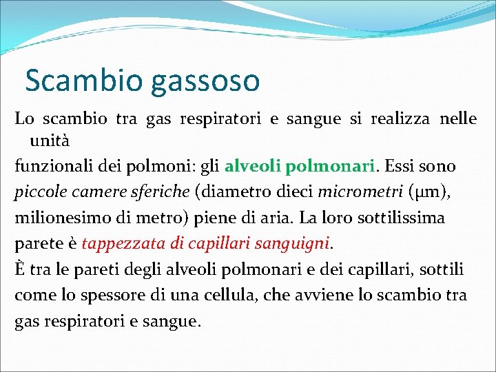 Scambio gassoso Lo scambio tra gas respiratori e sangue si realizza nelle unità funzionali