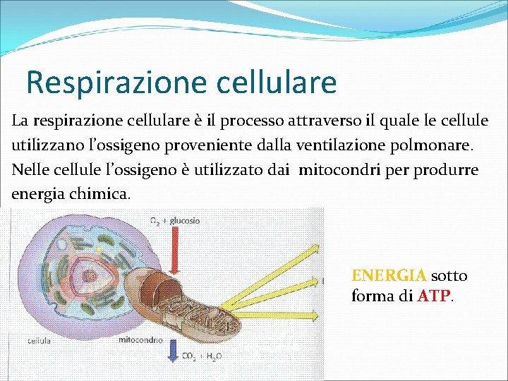 Respirazione cellulare La respirazione cellulare è il processo attraverso il quale le cellule utilizzano