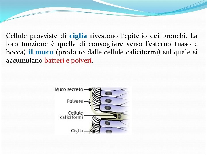 Cellule provviste di ciglia rivestono l’epitelio dei bronchi. La loro funzione è quella di