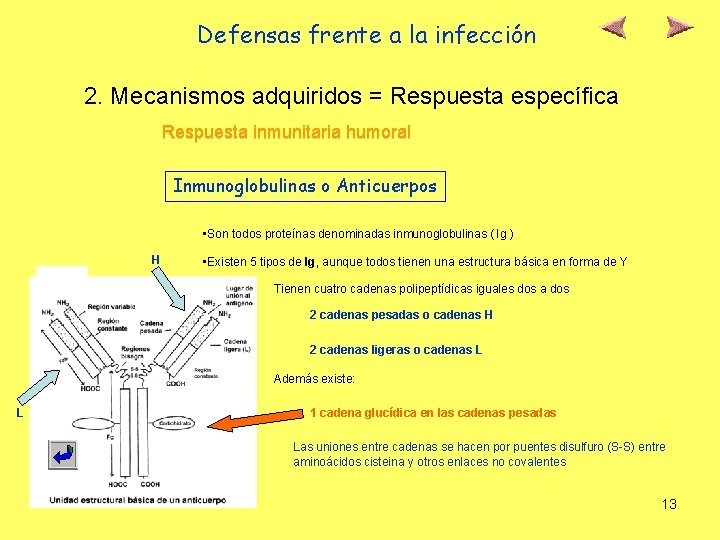 Defensas frente a la infección 2. Mecanismos adquiridos = Respuesta específica Respuesta inmunitaria humoral