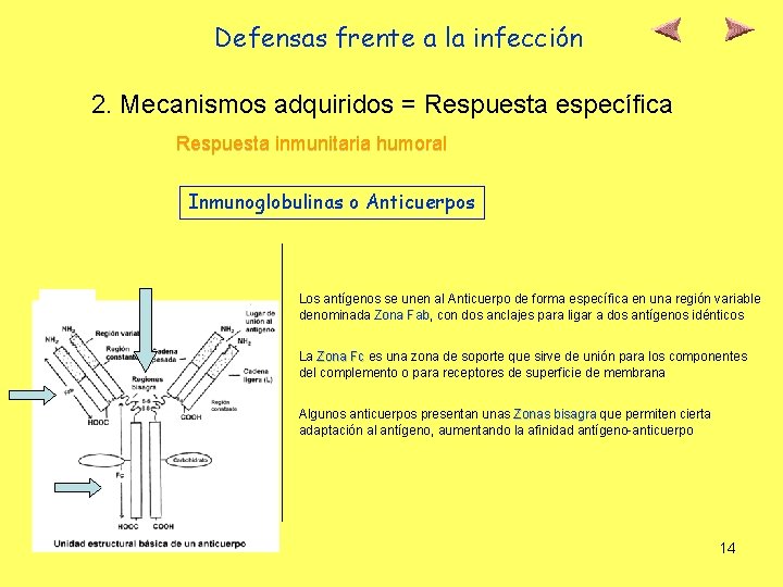 Defensas frente a la infección 2. Mecanismos adquiridos = Respuesta específica Respuesta inmunitaria humoral