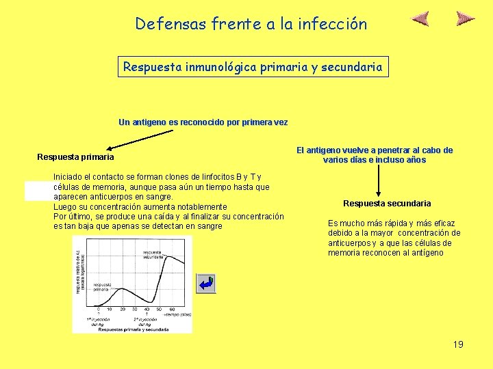 Defensas frente a la infección Respuesta inmunológica primaria y secundaria Un antigeno es reconocido