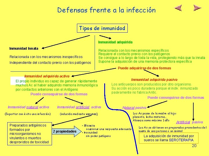 Defensas frente a la infección Tipos de inmunidad Inmunidad adquirida Inmunidad Innata Relacionada con