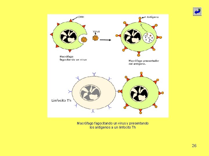 Macrófagocitando un virus y presentando los antígenos a un linfocito Th 26 