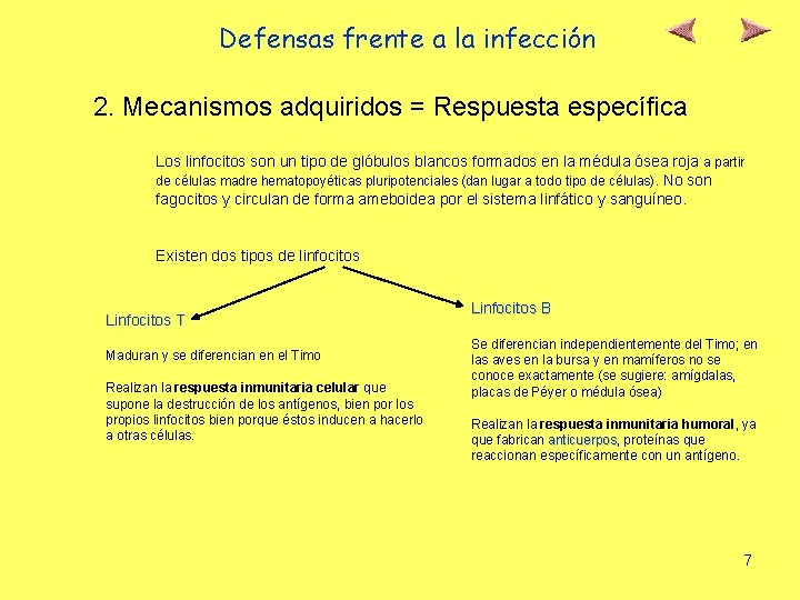 Defensas frente a la infección 2. Mecanismos adquiridos = Respuesta específica Los linfocitos son