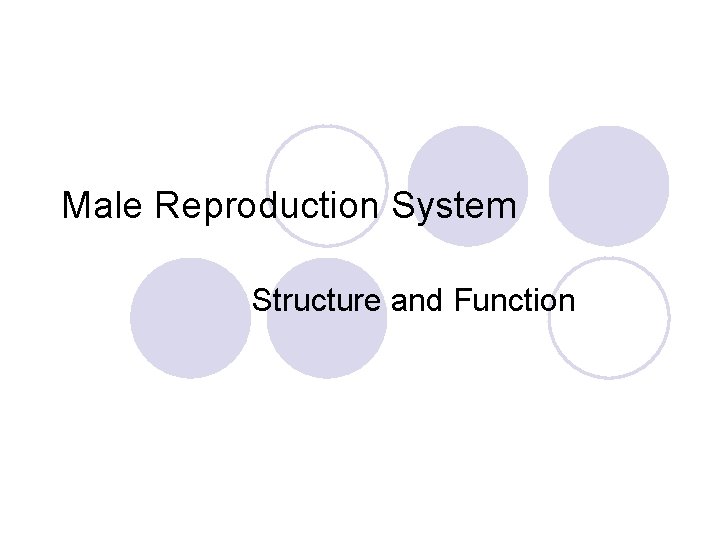 Male Reproduction System Structure and Function 