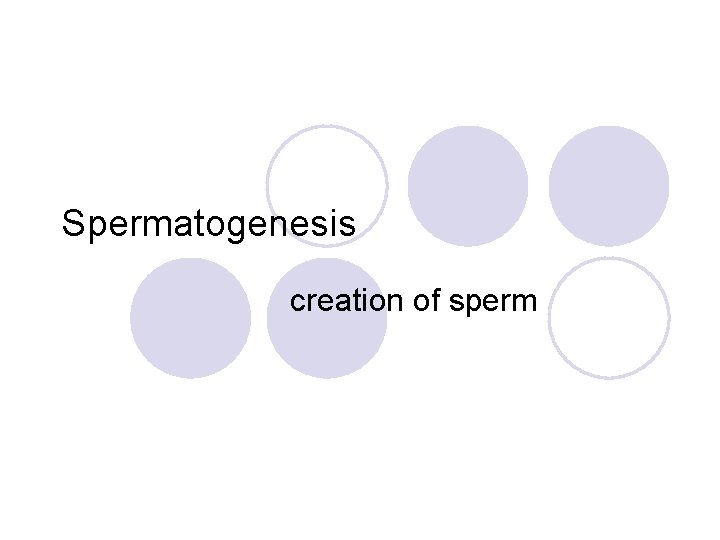 Spermatogenesis creation of sperm 