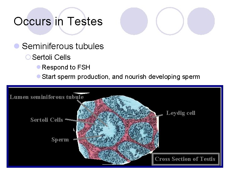 Occurs in Testes l Seminiferous tubules ¡ Sertoli Cells l Respond to FSH l