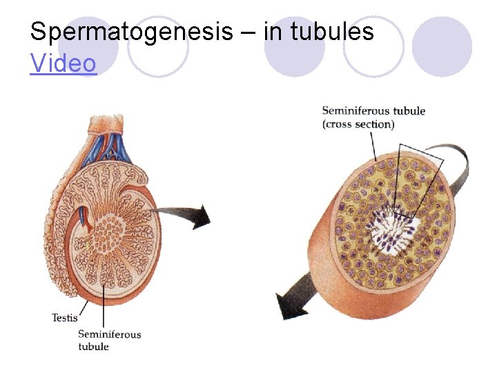 Spermatogenesis – in tubules Video 