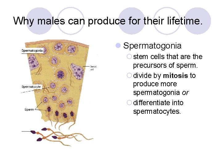 Why males can produce for their lifetime. l Spermatogonia ¡ stem cells that are