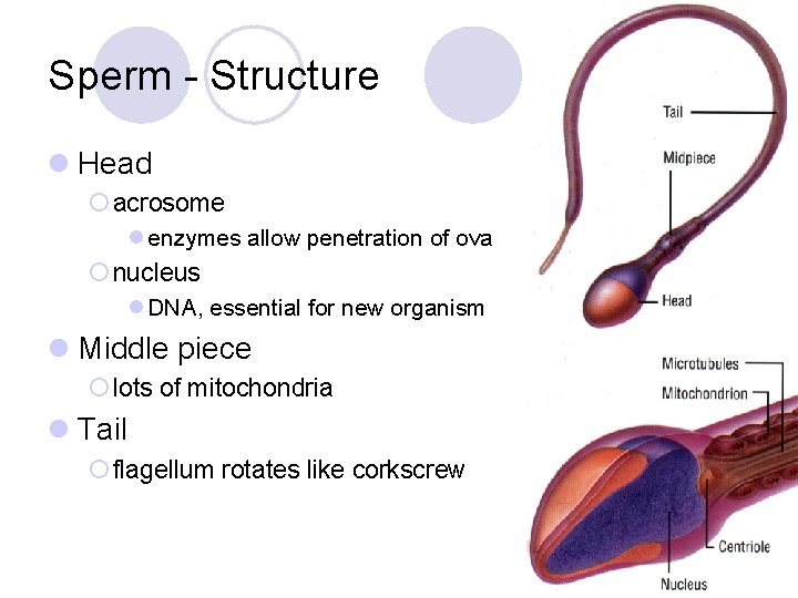 Sperm - Structure l Head ¡ acrosome l enzymes allow penetration of ova ¡