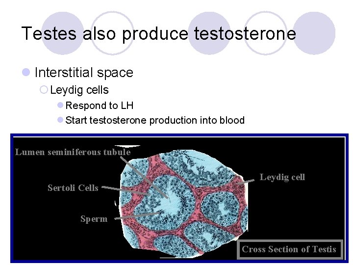 Testes also produce testosterone l Interstitial space ¡ Leydig cells l Respond to LH