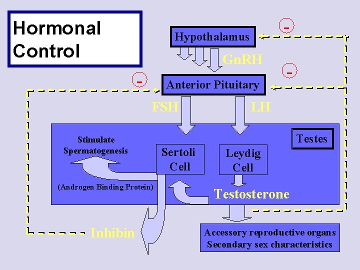 Hormonal Control Hypothalamus Gn. RH - Anterior Pituitary FSH Stimulate Spermatogenesis (Androgen Binding Protein)