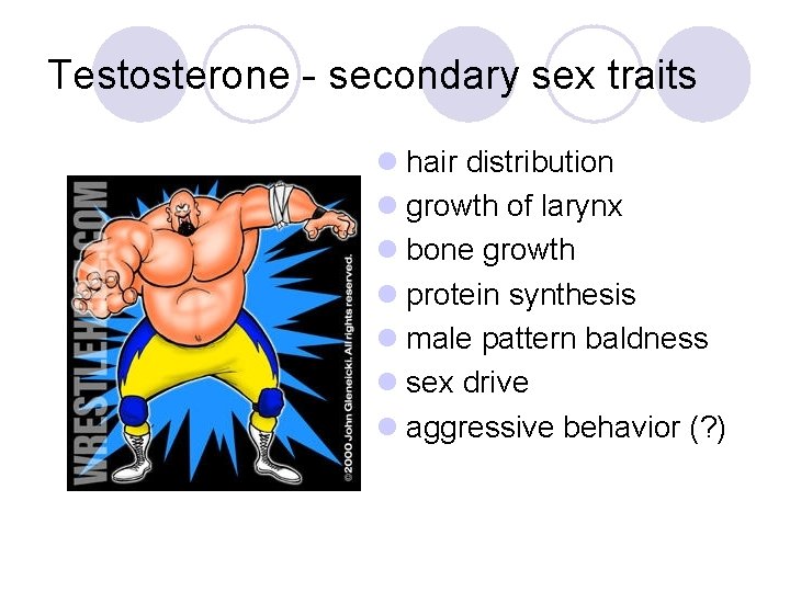 Testosterone - secondary sex traits l hair distribution l growth of larynx l bone