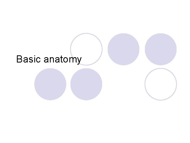 Basic anatomy 