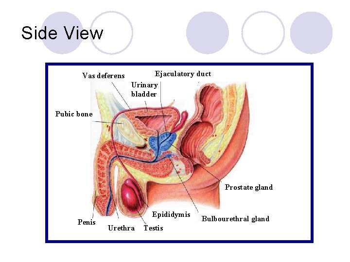 Side View Vas deferens Ejaculatory duct Urinary bladder Pubic bone Prostate gland Penis Epididymis