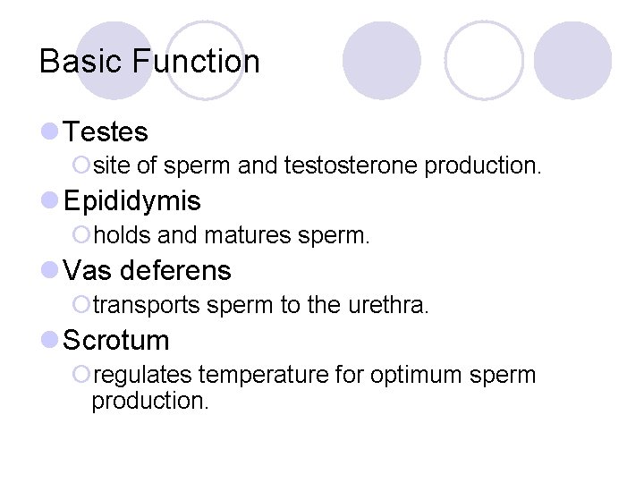 Basic Function l Testes ¡site of sperm and testosterone production. l Epididymis ¡holds and