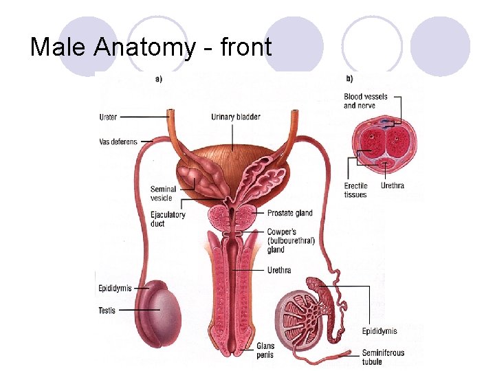 Male Anatomy - front 