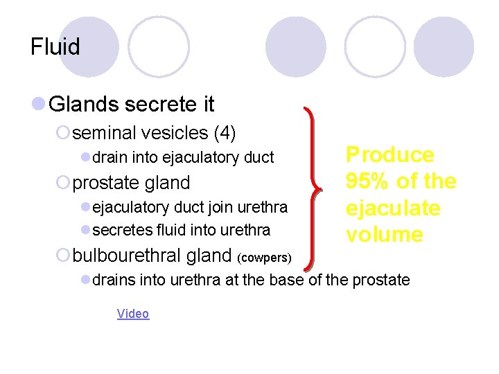 Fluid l Glands secrete it ¡seminal vesicles (4) ldrain into ejaculatory duct ¡prostate gland