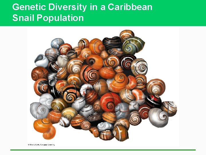 Genetic Diversity in a Caribbean Snail Population 