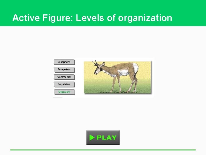 Active Figure: Levels of organization 