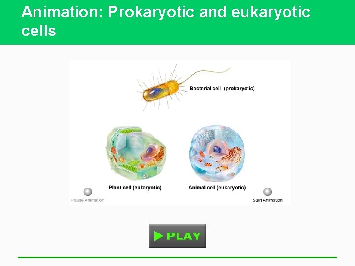 Animation: Prokaryotic and eukaryotic cells 