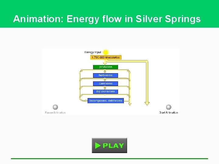 Animation: Energy flow in Silver Springs 