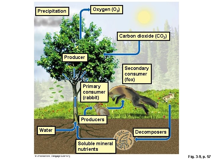 Oxygen (O 2) Precipitation Carbon dioxide (CO 2) Producer Secondary consumer (fox) Primary consumer