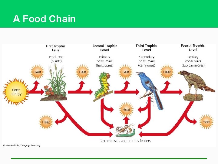 A Food Chain 