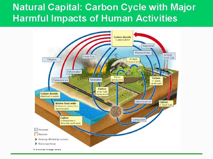 Natural Capital: Carbon Cycle with Major Harmful Impacts of Human Activities 