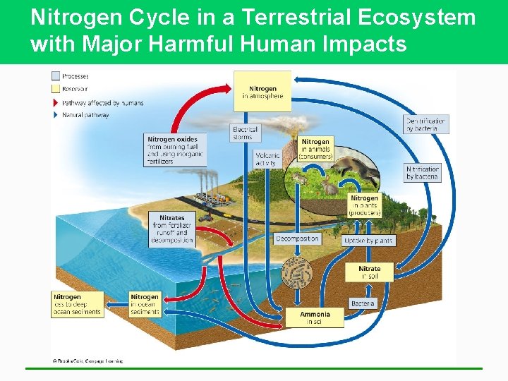 Nitrogen Cycle in a Terrestrial Ecosystem with Major Harmful Human Impacts 