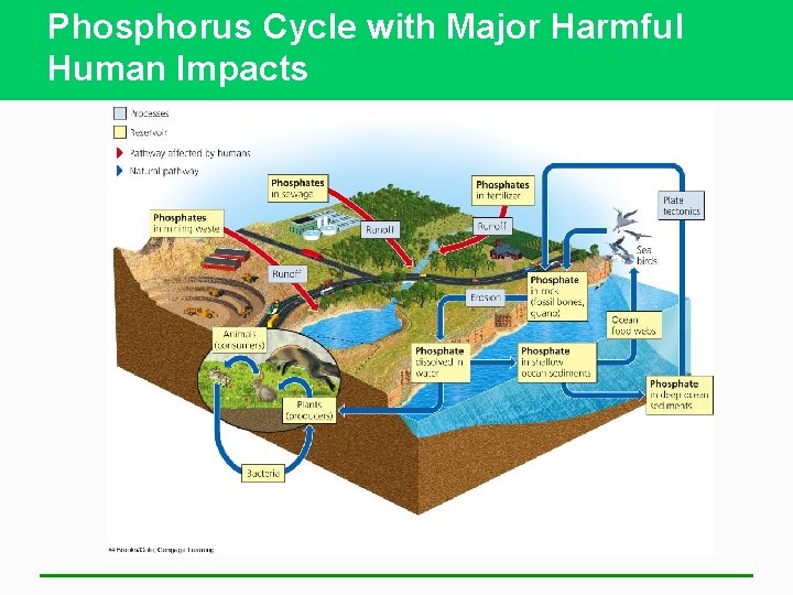 Phosphorus Cycle with Major Harmful Human Impacts 