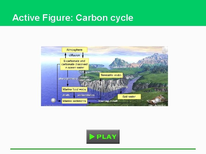 Active Figure: Carbon cycle 