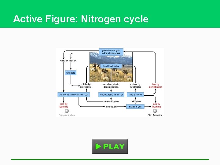 Active Figure: Nitrogen cycle 