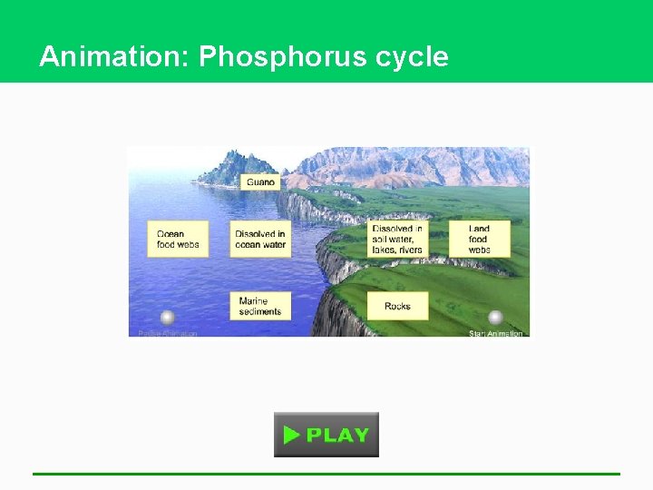 Animation: Phosphorus cycle 